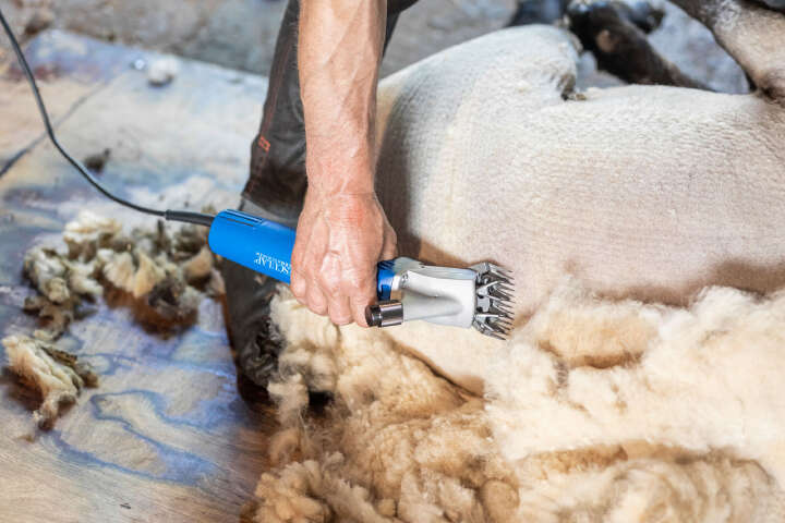 AESCULAP Schermaschine Econom Nova für Schafe